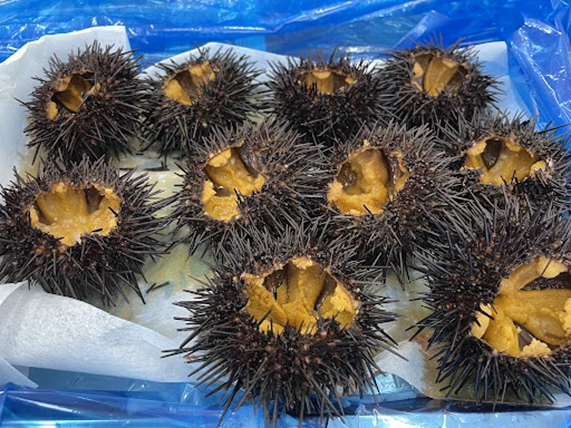 第５回オンラインプログラム🚢