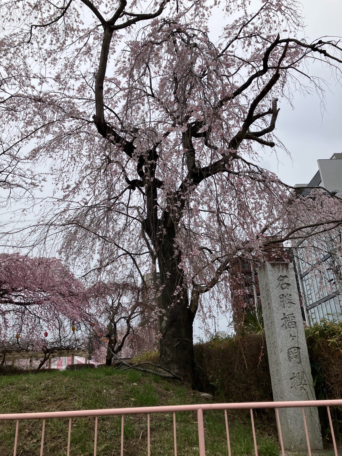 お花見イベント🌸