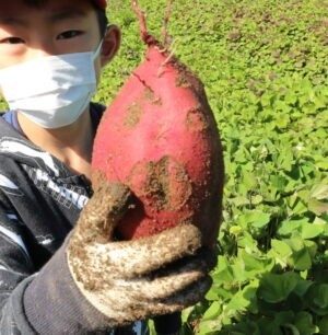 本物の畑でさつまいも掘り体験🍠