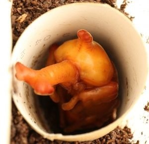 カブトムシのさなぎをいただきました！