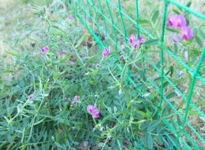 校庭で見つけた「春」