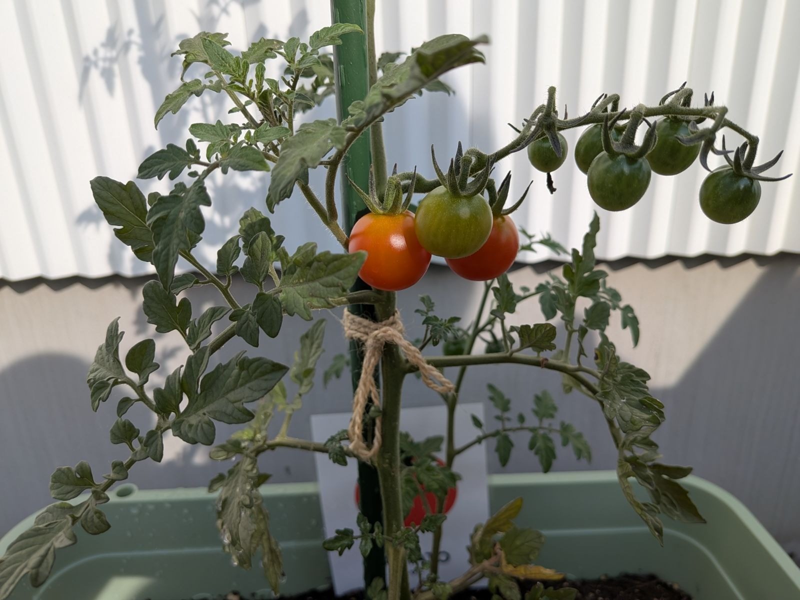 野菜の収穫をしました🍅🥒